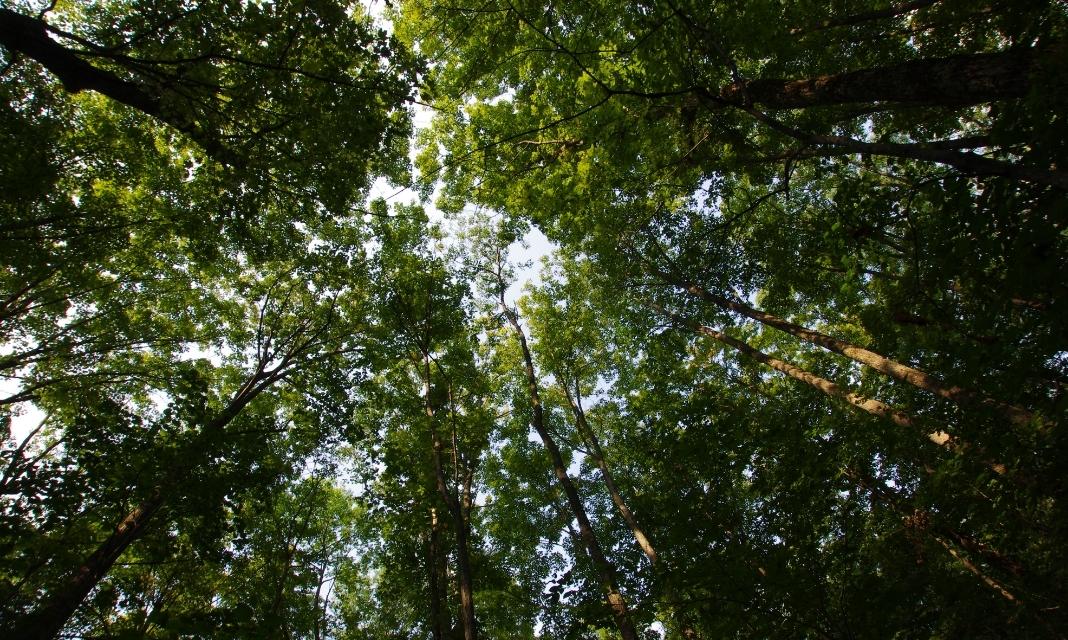 Dary natury w Gorzycach: Potęga i uroda drzew